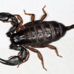 Spinachtigen Foto door Fritz Geller-Grimm - Eigen werk, CC BY-SA 3.0, https://commons.wikimedia.org/w/index.php?curid=9854196