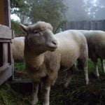 Schapen